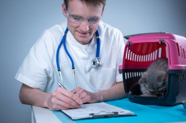 Tekir, şirin bir kedi, İskoç heteroseksüel, hayvan hastanesinde veteriner doktoruna gidiyor. Muayene masasında evcil hayvan taşıyıcısının yanındaki klinikte panosu olan mutlu Avrupalı veteriner. Veterinerlik pratiği.