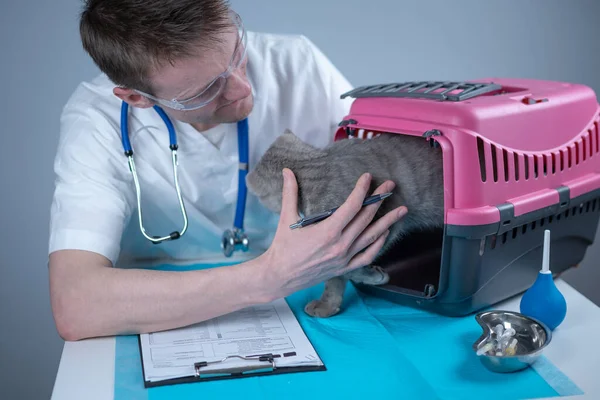 Tabby Cute Kot Szkocki Prosta Rasa Podczas Wizyty Weterynarza Szpitalu — Zdjęcie stockowe