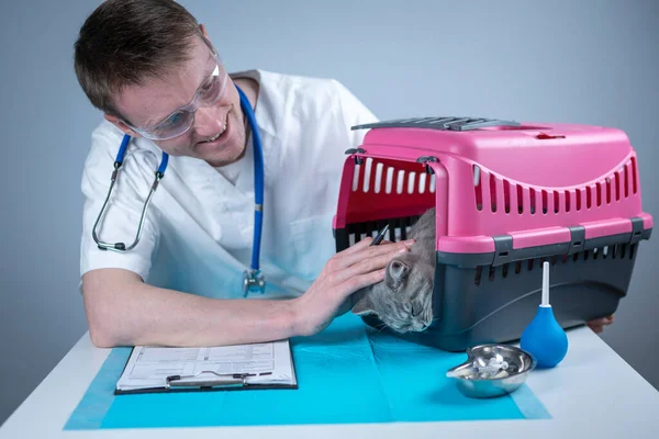 Male Veterinarian Takes Notes Health Check Gray Scottish Straight Kitten — Stock Photo, Image