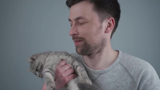 若い男はスタジオで壁に灰色の彼の最愛のスコットランドストレート猫を抱擁。子猫の所有者は灰色の背景に彼のペットに感情とケアを示しています。動物好き。友情の概念 — ストック動画
