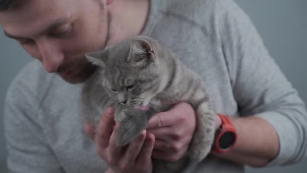 白人の若い男はスタジオで灰色の壁を背景にペット、抱擁と抱擁で時間を過ごすことを楽しんでいます。テーマは動物の保護、保護とケアです。スコットランドのストレート猫の男性恋人 — ストック動画