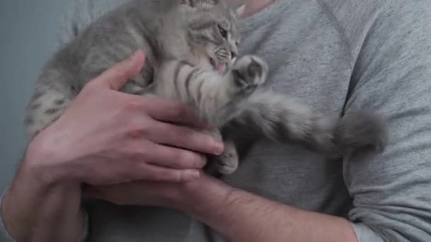 Begrip vriendschap tussen mens en dier. Mannelijke knuffels, knuffels en beroertes jonge Schotse rechte grijze kat met strepen thuis. Huisdierminnaar. Knappe jongeman liefdevol en het houden van zijn kat — Stockvideo