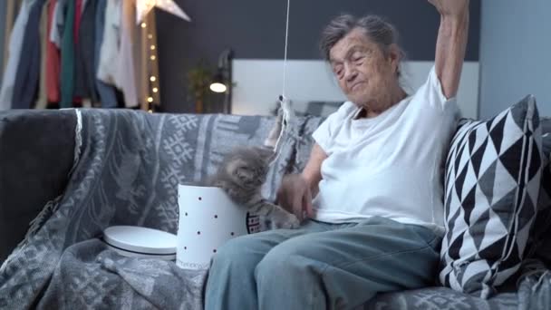 Mujer mayor pasa tiempo jugando con gatito con juguete para mascotas en casa en el sofá. Terapia Kitty. Una anciana y un niño gato. La anciana pasa tiempo con su amiguita. Personas jubiladas y mascotas — Vídeos de Stock