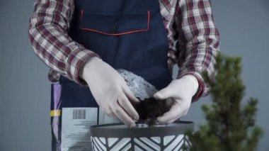 Bahçe işleri konsepti. Yeni bitkilerin kökeni naklediliyor ve tohumlanıyor. El ve tencerelere yakın çekim. Erkek bahçıvan ev bitkisi Conic Ladin 'i gri bir duvarın arka planında yeni bir çömleğe naklediyor.