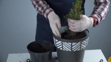 Üniformalı erkek bahçıvanın elleri ve eldiven nakledilen kozalaklı kozalaklı her zaman yeşil ağaçtan ev bitkisini gri arka planda yeni bir çömleğe yerleştirir. Küçük ladin ağacını büyük tencerede yeniliyorum.