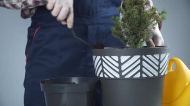 Üniformalı erkek bahçıvanın elleri ve eldiven nakledilen kozalaklı kozalaklı her zaman yeşil ağaçtan ev bitkisini gri arka planda yeni bir çömleğe yerleştirir. Küçük ladin ağacını büyük tencerede yeniliyorum.