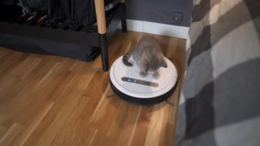 Evde otomatik ekipman işe yarıyor. Çizgili İskoç renkli komik kedi yavrusu evde robot elektrikli süpürge temizleme odasında oynarken oynuyor. Akıllı ev aletleri