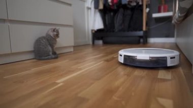 Temizlik teması, akıllı teknoloji ve evcil hayvanlar. Evde gri İskoç kedi yavrusu oynarken, otomatik robot elektrikli süpürge odayı temizliyor. Robotik elektrikli süpürgedeki kedi. Ev otomatik temizlik