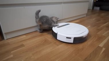 Evcil hayvan dostu temizlemek için akıllıca bir teknoloji. Yuvarlak beyaz robot süpürge yerleri temizlerken gri İskoç heteroseksüel kedi evde tasasız oynuyor. Küçük kedi ve robot elektrikli süpürge odada.