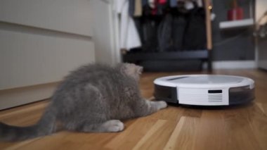 Pet and housework, smart technology concept. Robot vacuum cleaner and playing gray tabby Scottish Straight kitten at home. Cat kid and robotic vacuum cleaner in room. Smart home, daily vacuuming