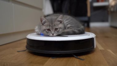 Housekeeping help, new technology, smart home, daily vacuuming. Cute sleepy tabby little cat sitting behind robot vacuum cleaner. Modern intelligent household appliances for cleaning