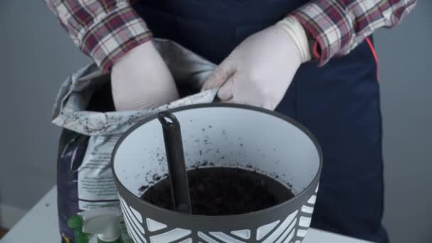 Χέρια του αρσενικού κηπουρού μεταμόσχευση μικρό έλατο σε νέο δοχείο στο στούντιο σε γκρι φόντο. Κηπουρική και φροντίδα των εγχώριων φυτών. Μεταμόσχευση houseplant ερυθρελάτη από μικρή σε μεγάλη κατσαρόλα στο σπίτι — Αρχείο Βίντεο