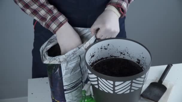 Handen close-up van mannelijke tuinman in uniform en handschoenen transplanteert huis plant van geslacht van naaldbomen groenblijvende bomen in nieuwe pot op grijze achtergrond binnen. Herplanten van kleine sparren boom in grote pot — Stockvideo