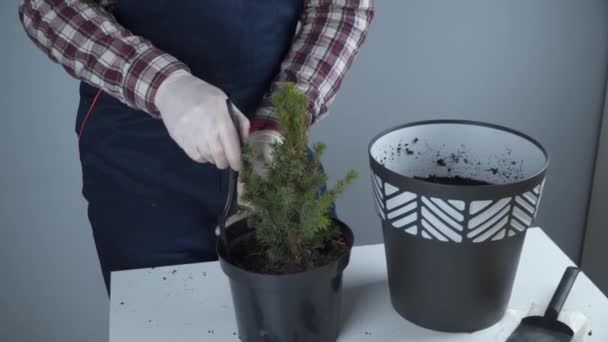 Concepto de jardinería. Trasplante y siembra de nuevas plantas de abeto. Primer plano de las manos y ollas. Hombre jardinero trasplanta planta planta de interior Abeto cónico en maceta nueva en el fondo de una pared gris — Vídeos de Stock