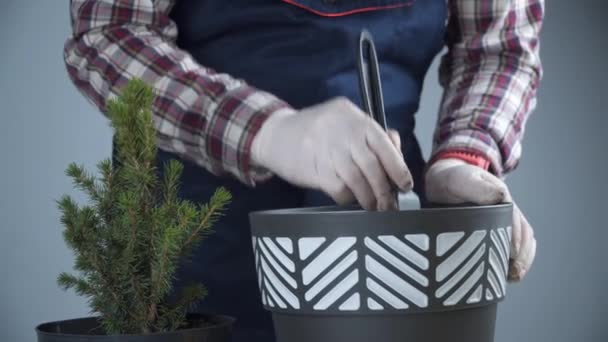 Hands of male gardener transplant small fir tree into new pot in studio on gray background. Gardening and care of domestic plants. Transplanting houseplant spruce from small to large pot at home — Stock Video