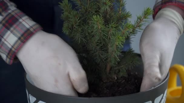 Las manos del jardinero masculino trasplantan abeto pequeño en una maceta nueva en el estudio sobre fondo gris. Jardinería y cuidado de plantas domésticas. Trasplante de abeto de planta de interior de maceta pequeña a grande en casa — Vídeo de stock