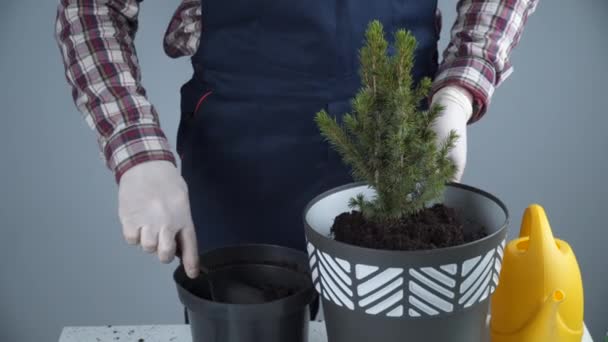 园艺概念。移植和播种新的植物冷杉树。手和锅子上的衣服。园丁在灰墙上的新罐子里移植了室内植物锥形云杉 — 图库视频影像