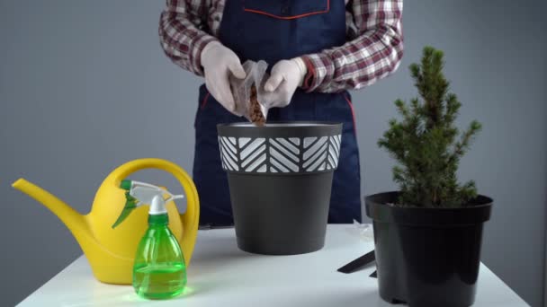 Transplanteren van binnenplanten. Thuis tuinieren. Plantenverzorging. De mens transplanteert sparren planten van oude pot naar nieuwe. Gekropt zicht op mannelijke tuinman die groene dennenboom in pot transplanteert. Binnenshuis planten — Stockvideo