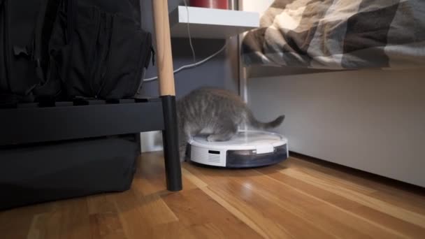 Schoonmaakthema, slimme technologie en huisdieren. Automatische robot stofzuiger reinigt de kamer, terwijl grijze Scotch kitten wordt gespeeld thuis. Cat on robotic stofzuiger in huis. Automatische reiniging thuis — Stockvideo