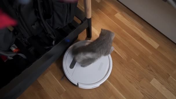 Automatic equipment helping in household. Funny kitten of Scottish Straight breed of gray color with stripes plays at home while an automatic robot vacuum cleaner cleaning room. Smart home appliances — Stock Video