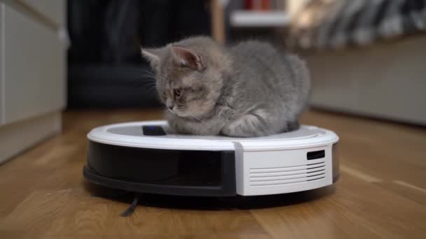 Housework and smart technology concept. Little kitten tired of playing and falls asleep lying on robot vacuum cleaner at home. White vacuum cleaner with calm pet cat Scottish straight sleeping on it — Wideo stockowe