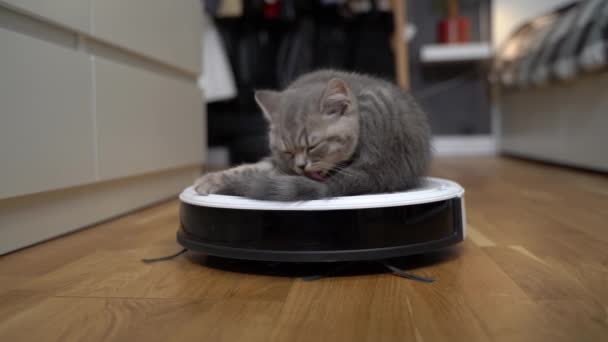 Cute little Scottish Straight kitten gray color tired running and playing with robot vacuum cleaner and sleeping on top of it at home. Pet friendly smart vacuum cleaner. Housework smart technology — Vídeo de Stock