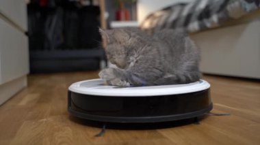 Housework and smart technology concept. Little kitten tired of playing and falls asleep lying on robot vacuum cleaner at home. White vacuum cleaner with calm pet cat Scottish straight sleeping on it
