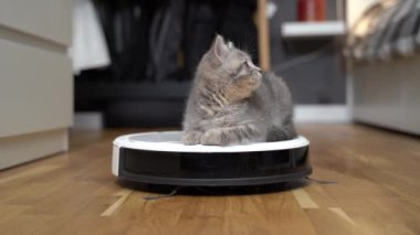 Housekeeping help, new technology, smart home, daily vacuuming. Cute sleepy tabby little cat sitting behind robot vacuum cleaner. Modern intelligent household appliances for cleaning