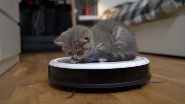 Housekeeping help, new technology, smart home, daily vacuuming. Cute sleepy tabby little cat sitting behind robot vacuum cleaner. Modern intelligent household appliances for cleaning — Vídeo de Stock