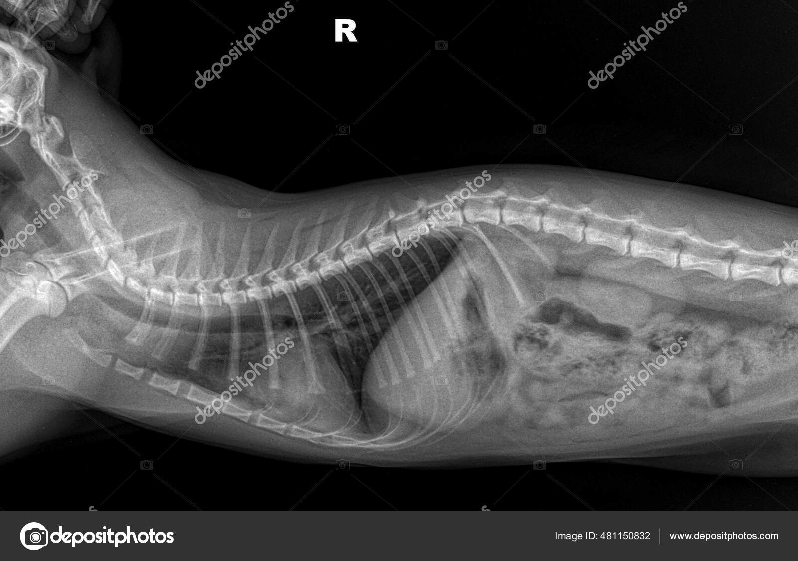 Khám phá những bức hình X-ray hình ảnh rõ nét về chứng bệnh của mèo. Từ các hình ảnh tomography này, bạn sẽ có được cái nhìn chân thực và hiểu rõ hơn về các bệnh lý của mèo.