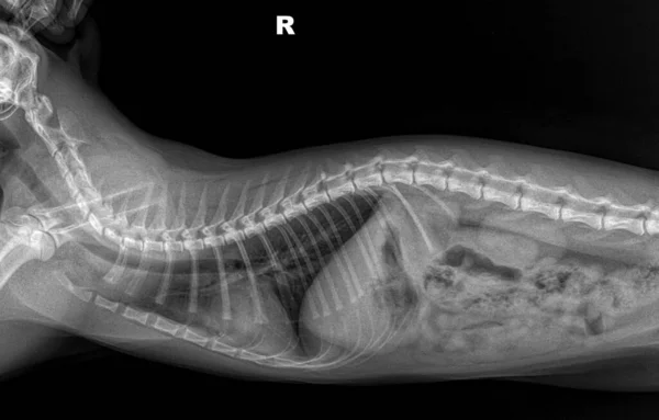 X-ray of a cats chest on black background right side. Tomography of cat lungs side view. x ray normal cat thorax. Veterinarian diagnostic screening test. Medical imagery. Cat anatomy
