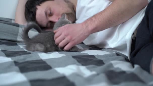 Тема - любовь, забота и защита домашних животных. Мужчина, купающийся в постели с серой шотландской кошечкой. Мужчина обнимает и гладит кошку дома в спальне. Любитель кошек бережно защищает своего питомца, который засыпает. — стоковое видео