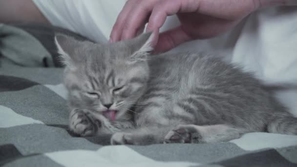 Tema är kärlek, vård och skydd av husdjur. Mannen som badar i sängen med babygrå skotsk raka katten. Man kramar och smeker katt hemma i sovrummet. Katt älskare skyddar försiktigt sitt husdjur som somnar — Stockvideo