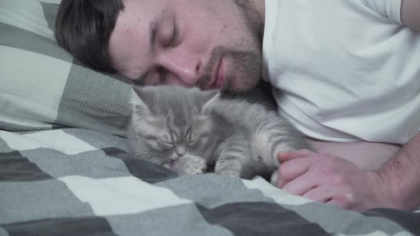 A téma a kedvtelésből tartott állatok szeretete, gondozása és védelme. Egy férfi sütkérezik az ágyban a skót kiscicával. Férfi ölelés és simogatás macska otthon a hálószobában. Macska szerető gyengéden védi a kisállat, aki elalszik — Stock videók