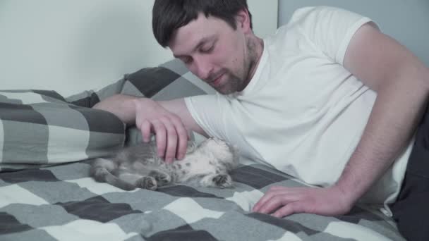 Bästa vänner som tar en tupplur. Mannen ligger på sängen och leker med den brittiska lilla kattungen. Förhållande mellan ägare och tamdjur av kattdjur. Bedårande lurvig kattunge Skotsk Rak ras tillbringar tid med mannen — Stockvideo