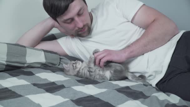Los mejores amigos duermen la siesta. El hombre se acuesta en la cama y juega con el gatito británico. Relación de propietario y mascota felina doméstica. Adorable peludo gatito escocés hetero crianza pasa tiempo con el hombre — Vídeo de stock