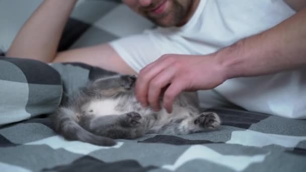 Melhores amigos a dormir a sesta. O homem deita-se na cama e brinca com o gatinho britânico. Relacionamento do proprietário e animal doméstico felino. Adorável peludo gatinho escocês raça reta passa tempo com o homem — Vídeo de Stock