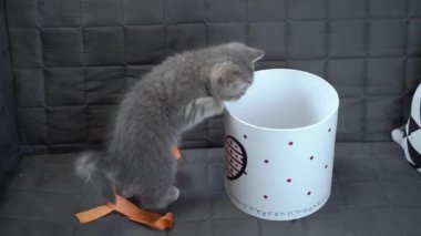 Komik gri İskoç Heteroseksüel kedi yavrusu zıplama oynar ve evdeki kanepede kalbi ile hediye kutusundan dışarı bakar. Komik kedi tekir kedisi hediye paketiyle şımarır. Kitty hediye kutusundan dikizliyor. Evcil hayvan hediyesi