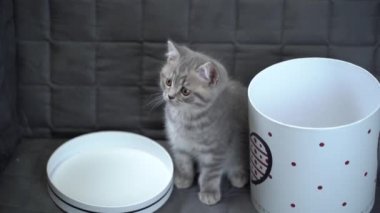 Neşeli bir kedi yavrusu evde kanepeye bakıp duran bir hediye kutusuyla oynuyor. İskoç soyundan gri renkli bir çocuk kedi kalbi olan bir kutuyla eğleniyor.