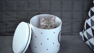 Komik gri İskoç Heteroseksüel kedi yavrusu zıplama oynar ve evdeki kanepede kalbi ile hediye kutusundan dışarı bakar. Komik kedi tekir kedisi hediye paketiyle şımarır. Kitty hediye kutusundan dikizliyor. Evcil hayvan hediyesi