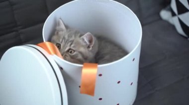 Neşeli bir kedi yavrusu evde kanepeye bakıp duran bir hediye kutusuyla oynuyor. İskoç soyundan gri renkli bir çocuk kedi kalbi olan bir kutuyla eğleniyor.