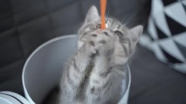 Komik gri İskoç Heteroseksüel kedi yavrusu zıplama oynar ve evdeki kanepede kalbi ile hediye kutusundan dışarı bakar. Komik kedi tekir kedisi hediye paketiyle şımarır. Kitty hediye kutusundan dikizliyor. Evcil hayvan hediyesi