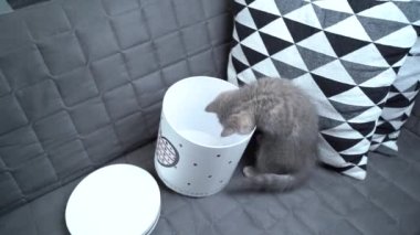 Neşeli bir kedi yavrusu evde kanepeye bakıp duran bir hediye kutusuyla oynuyor. İskoç soyundan gri renkli bir çocuk kedi kalbi olan bir kutuyla eğleniyor.