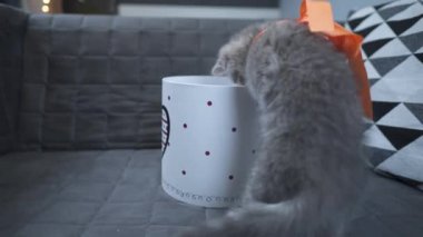 Neşeli bir kedi yavrusu evde kanepeye bakıp duran bir hediye kutusuyla oynuyor. İskoç soyundan gri renkli bir çocuk kedi kalbi olan bir kutuyla eğleniyor.