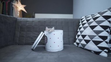 Komik gri İskoç Heteroseksüel kedi yavrusu zıplama oynar ve evdeki kanepede kalbi ile hediye kutusundan dışarı bakar. Komik kedi tekir kedisi hediye paketiyle şımarır. Kitty hediye kutusundan dikizliyor. Evcil hayvan hediyesi