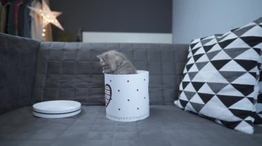 Sevgililer Günü için evde ya da kanepede hediye karton kutusunda İskoç Heteroseksüel Hediye Kedisi. Yavru gri kedi tırmanarak ve dışarı çıkıp hediye kutusuyla oynar. Aşk bayramı için evcil hayvan hediyesi