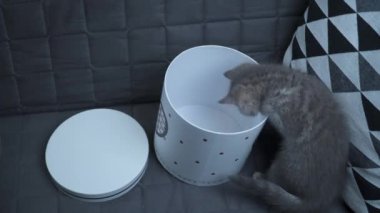 Neşeli bir kedi yavrusu evde kanepeye bakıp duran bir hediye kutusuyla oynuyor. İskoç soyundan gri renkli bir çocuk kedi kalbi olan bir kutuyla eğleniyor.