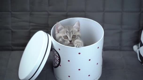 Um gatinho alegre brinca com uma caixa de presente olhando para dentro e para fora dela e para trás em casa no sofá. Um gato criança de cor cinza da raça Straight escocesa está se divertindo com uma caixa com um coração — Vídeo de Stock