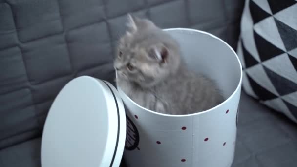 Lindo gato niño de color gris escocés Raza recta en forma de regalo en caja con corazón en casa. Tabby Kitten juega con un envoltorio de regalo en el sofá. Mascota joven mejor regalo. Regalo para el Día de San Valentín — Vídeos de Stock