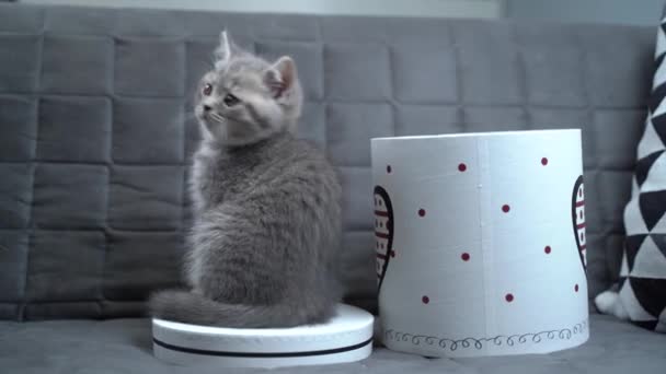 Pequeno gatinho de Scottish Straight presente de raça para o Dia dos Namorados em caixa de papelão presente em casa ou no sofá. Bebê gato cinza joga escalando e saindo e caixa de presente. Presente de animal de estimação de férias de amor — Vídeo de Stock